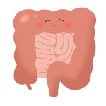 intestine-anatomy-deform.png